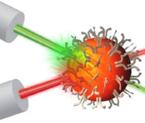 Visualization of Luminex™ technology